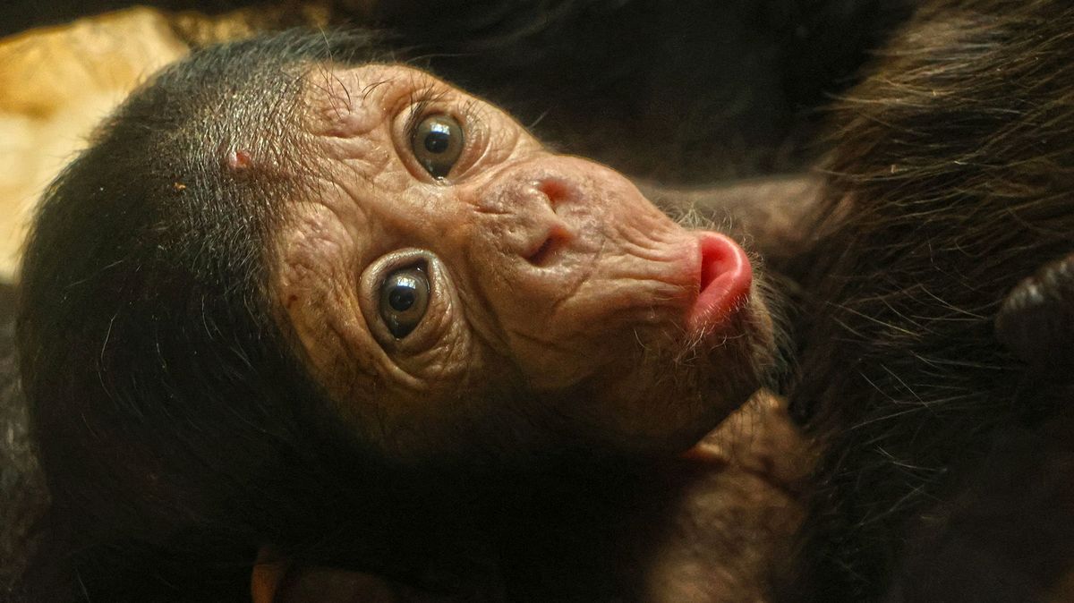 V Plzni hledají jméno pro vzácné šimpanzí mládě